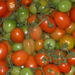 tomatoes