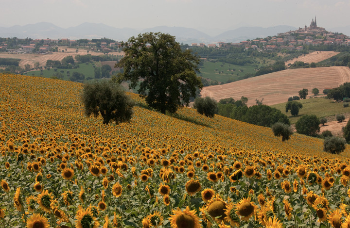 monteduccia-view-sunflowers